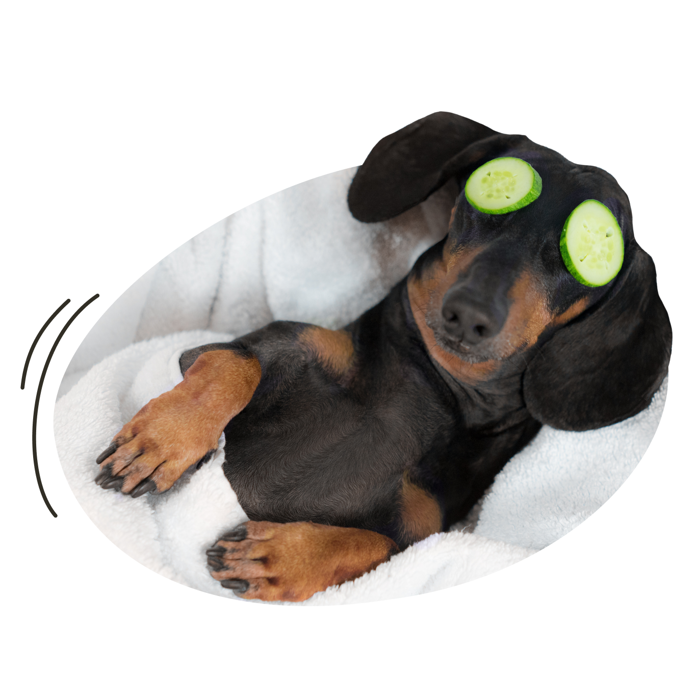 Un perro autónomo se relaja porque su asesor de Taxfix se ocupa